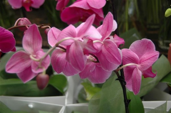 Pink orchid